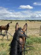 Pensions chevaux Paris 