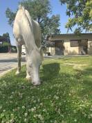 Pensions chevaux Paris 