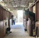 Pensions chevaux Paris 