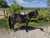 A vendre - Cheyenne Ponette de 14 ans pour loisirs