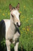 Colt Connemara For sale 2026 Tobiano