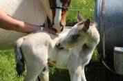 Colt Connemara For sale 2026 Tobiano