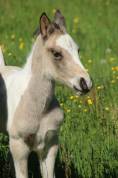 Colt Connemara For sale 2026 Tobiano