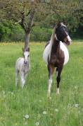 Colt Connemara For sale 2026 Tobiano