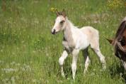 Colt Connemara For sale 2026 Tobiano