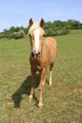 Jument Palomino d'ext&eacute;rieur de 2022