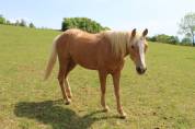 Jument Palomino d'ext&eacute;rieur de 2022