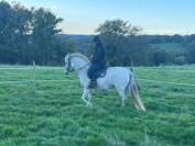 Princessa jument pure race espagnole