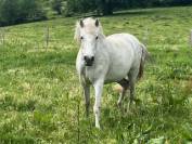Princessa jument pure race espagnole