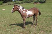 Poulain pie Paint Horse de 2025