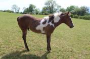 Poulain pie Paint Horse de 2025