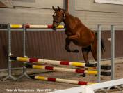Deniro , jeune cheval d&rsquo;avenir 