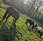 Deniro , jeune cheval d&rsquo;avenir 