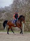 Hongre 5 ans SF pour sport