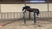 Hongre 5 ans SF pour sport