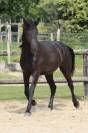 Apollonis Blacknight MGC grande pouliche Arabo-Frison 