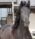Apollonis Blacknight MGC grande pouliche Arabo-Frison 