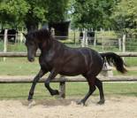 Apollonis Blacknight MGC grande pouliche Arabo-Frison 