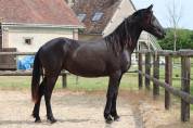 Apollonis Blacknight MGC grande pouliche Arabo-Frison 