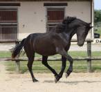 Apollonis Blacknight MGC grande pouliche Arabo-Frison 