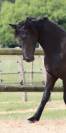 Apollonis Blacknight MGC grande pouliche Arabo-Frison 