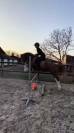 Ponette welsh D PP 4 ans