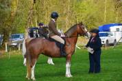 Ponette welsh D PP 4 ans