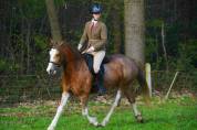 Ponette welsh D PP 4 ans