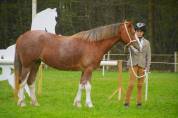Ponette welsh D PP 4 ans