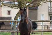 Mare Friesian For sale 2024 Black