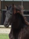 Filly Friesian For sale 2025 Black