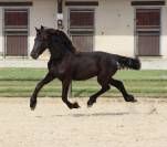 Filly Friesian For sale 2025 Black