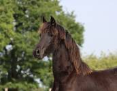 Filly Friesian For sale 2025 Black