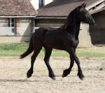 Filly Friesian For sale 2025 Black
