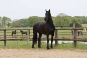 Madline Jument Arabo-Frison  a vendre  14 ans