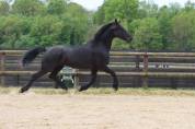 Madline Jument Arabo-Frison  a vendre  14 ans