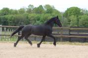 Madline Jument Arabo-Frison  a vendre  14 ans