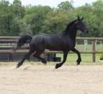 Madline Jument Arabo-Frison  a vendre  14 ans