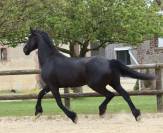 Madline Jument Arabo-Frison  a vendre  14 ans