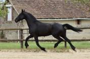 Madline Jument Arabo-Frison  a vendre  14 ans
