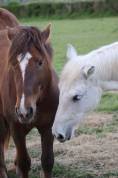 Pension cheval / poney ☺️