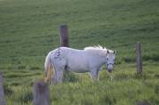 Pension cheval / poney ☺️