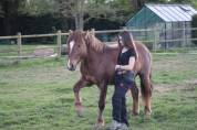 Pension cheval / poney ☺️