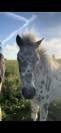 &Eacute;talon Appaloosa 8 ans &ndash; 1m &ndash; Reproducteur
