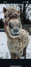 &Eacute;talon Appaloosa 8 ans &ndash; 1m &ndash; Reproducteur