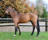 M&acirc;le Baloubet du rouet x Contender 