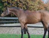 M&acirc;le Baloubet du rouet x Contender 