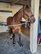 Jument sf de 7 ans - CSO 130 et +