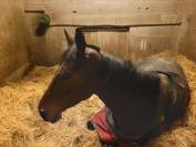 Jument sf de 7 ans - CSO 130 et +