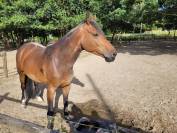 Jument sf de 7 ans - CSO 125 et +